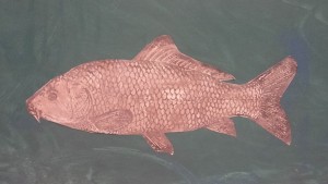 poisson