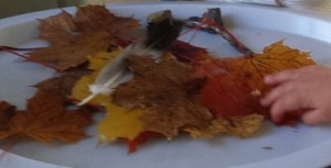 feuilles